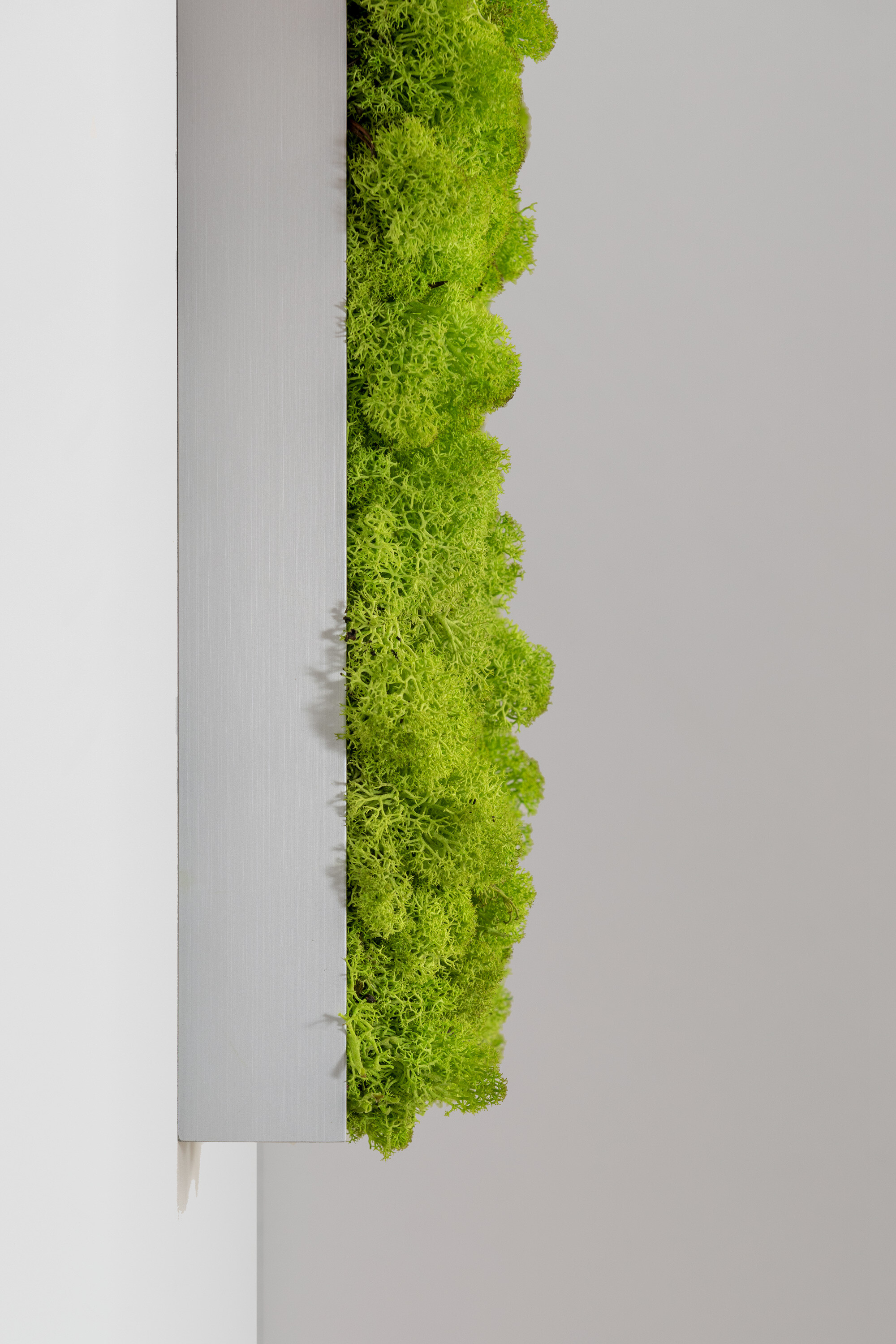 Moosbild aus Islandmoos, Frühlingsgrün 03