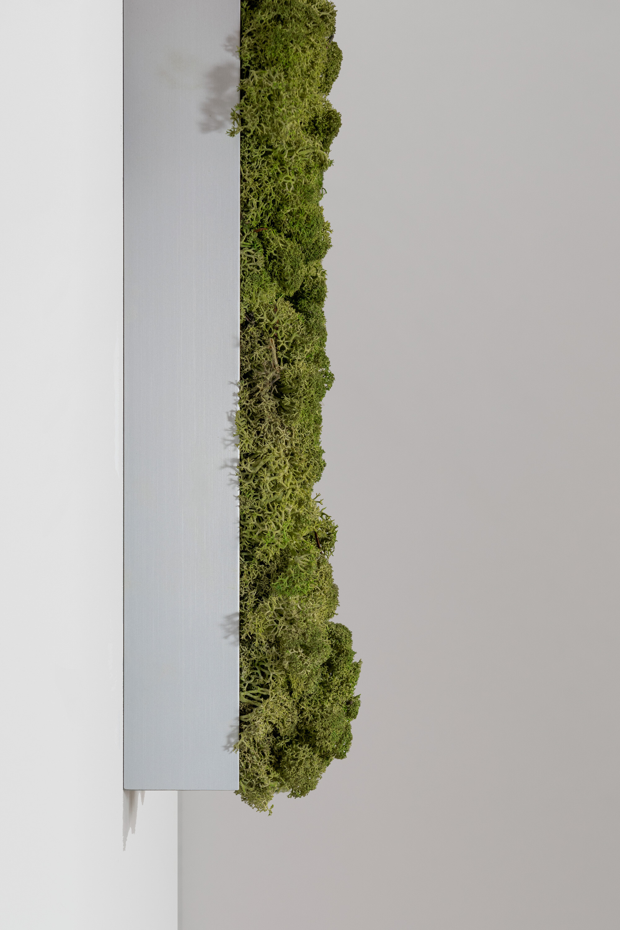 Moosbild aus Islandmoos, Dunkelgrün 03