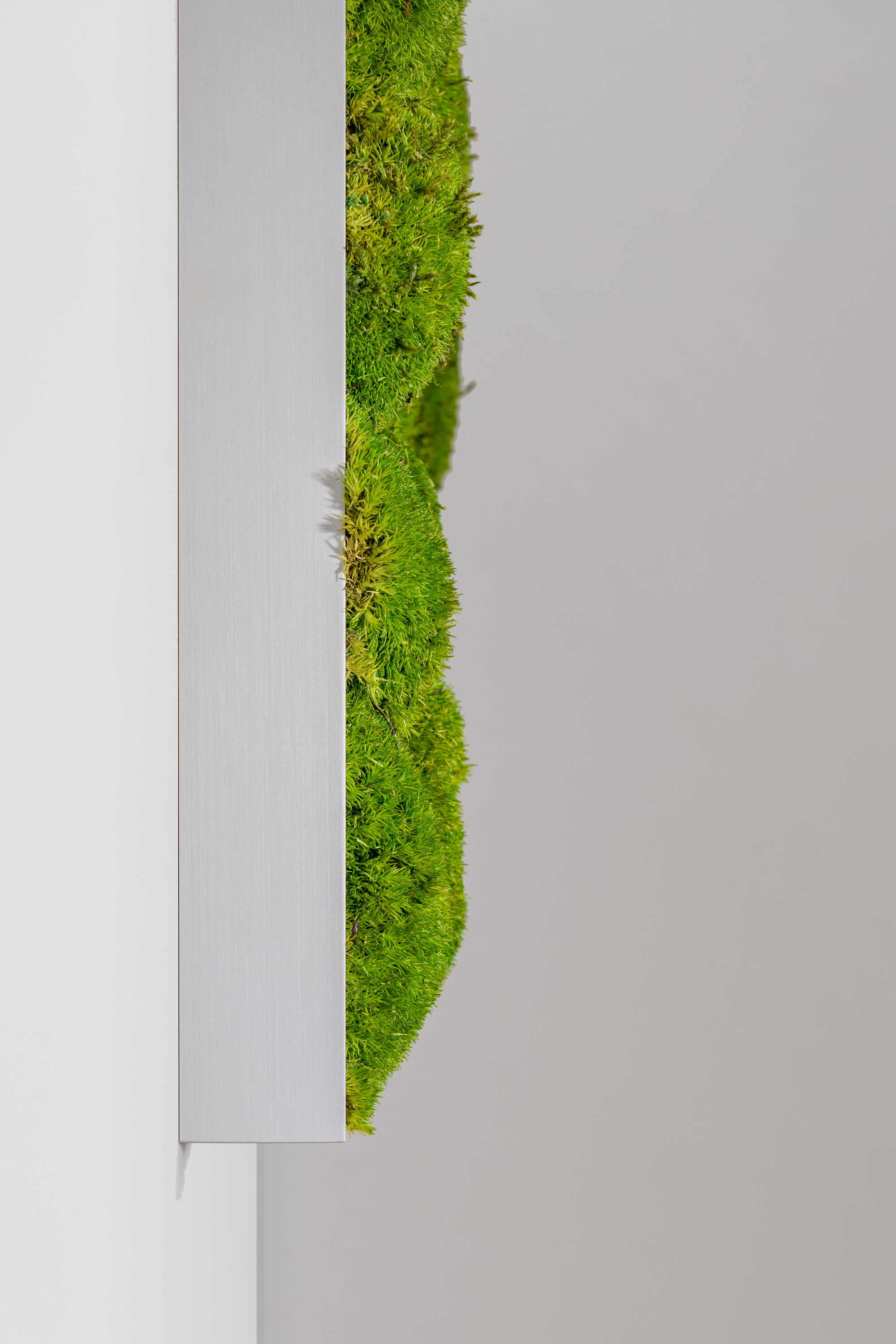 Moosbild aus Kugelmoos, Frühlingsgrün 03