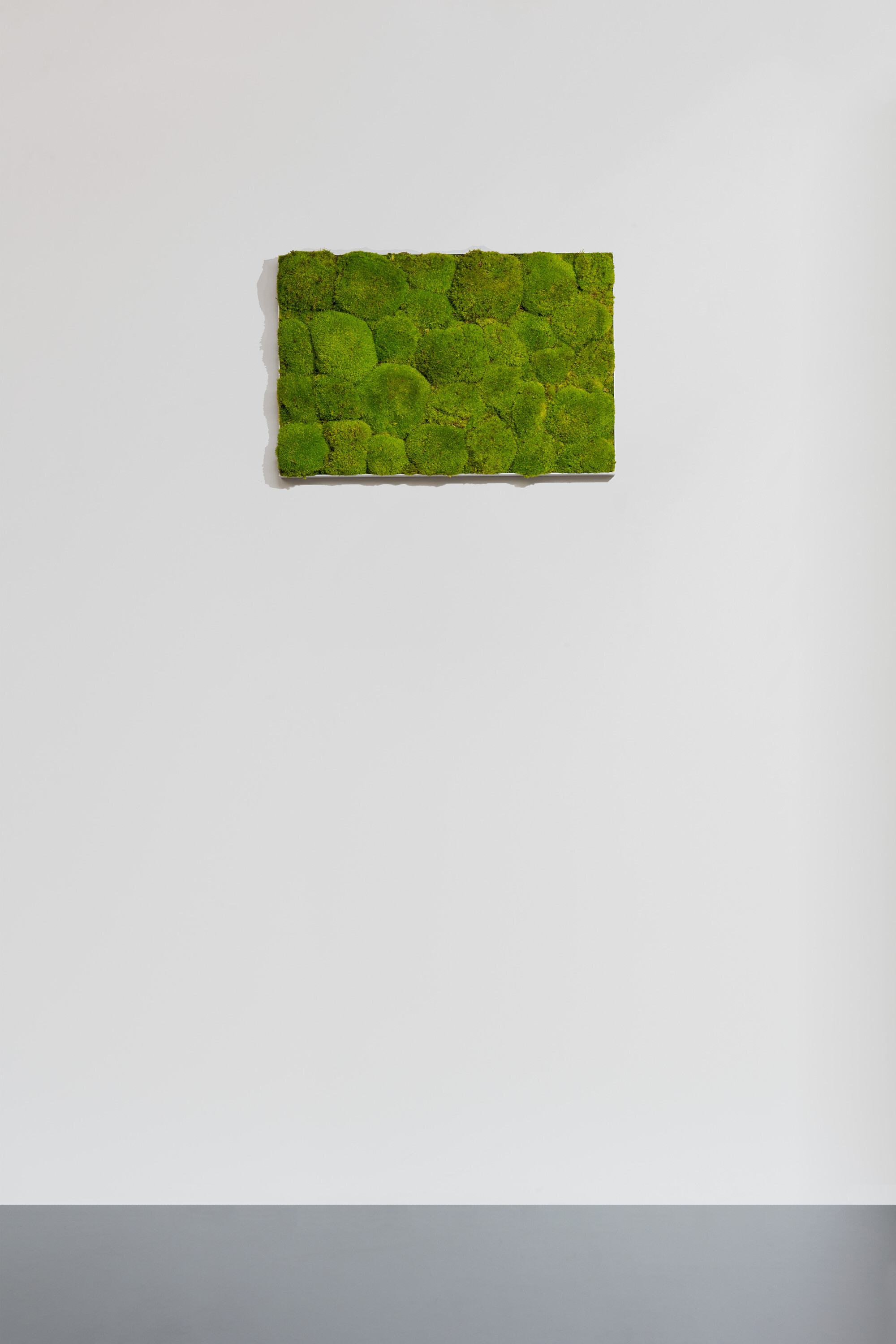 Moosbild aus Kugelmoos, Frühlingsgrün 02