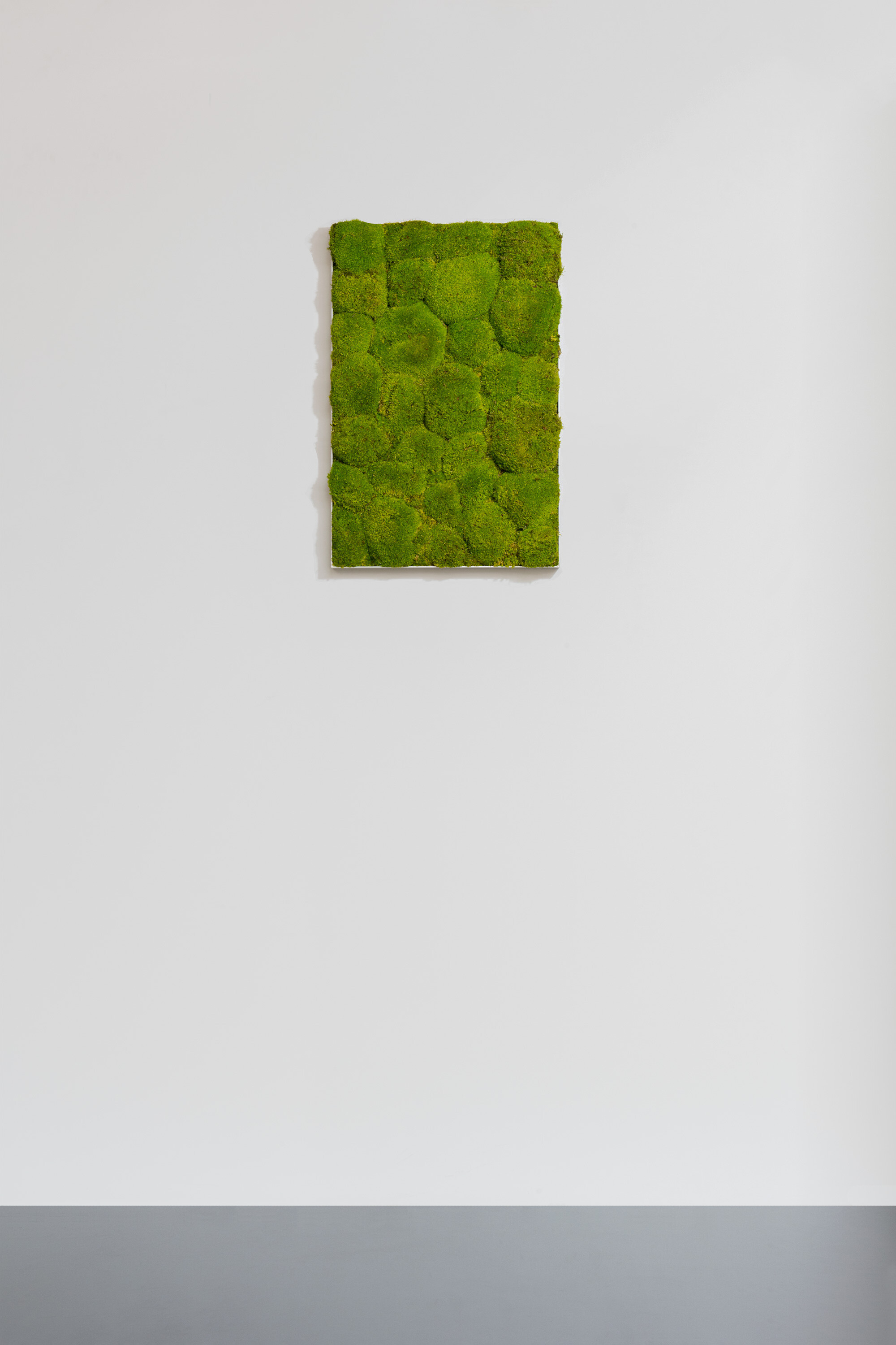 Moosbild aus Kugelmoos, Frühlingsgrün 01