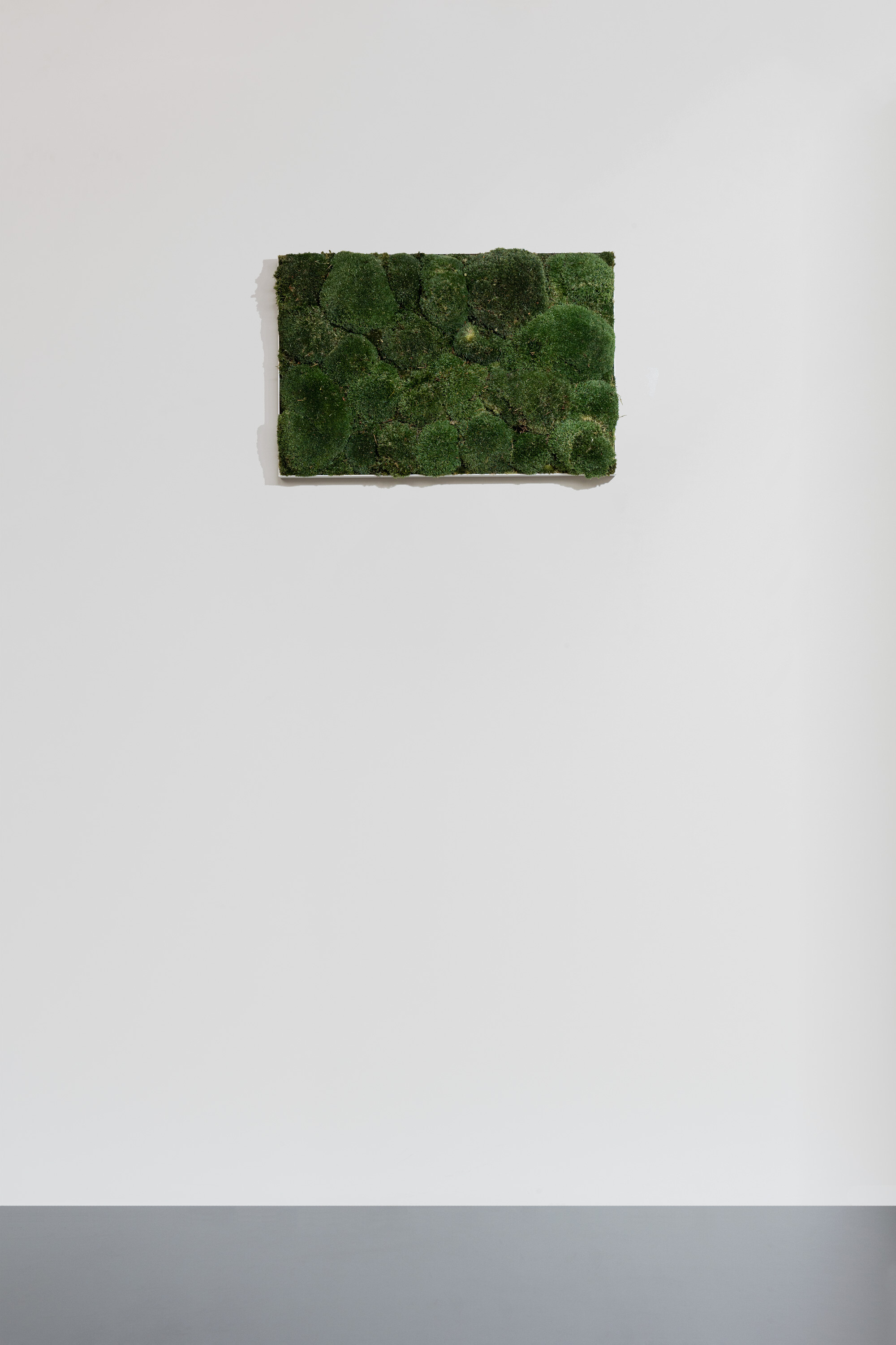 Moosbild aus Kugelmoos, Dunkelgrün 02