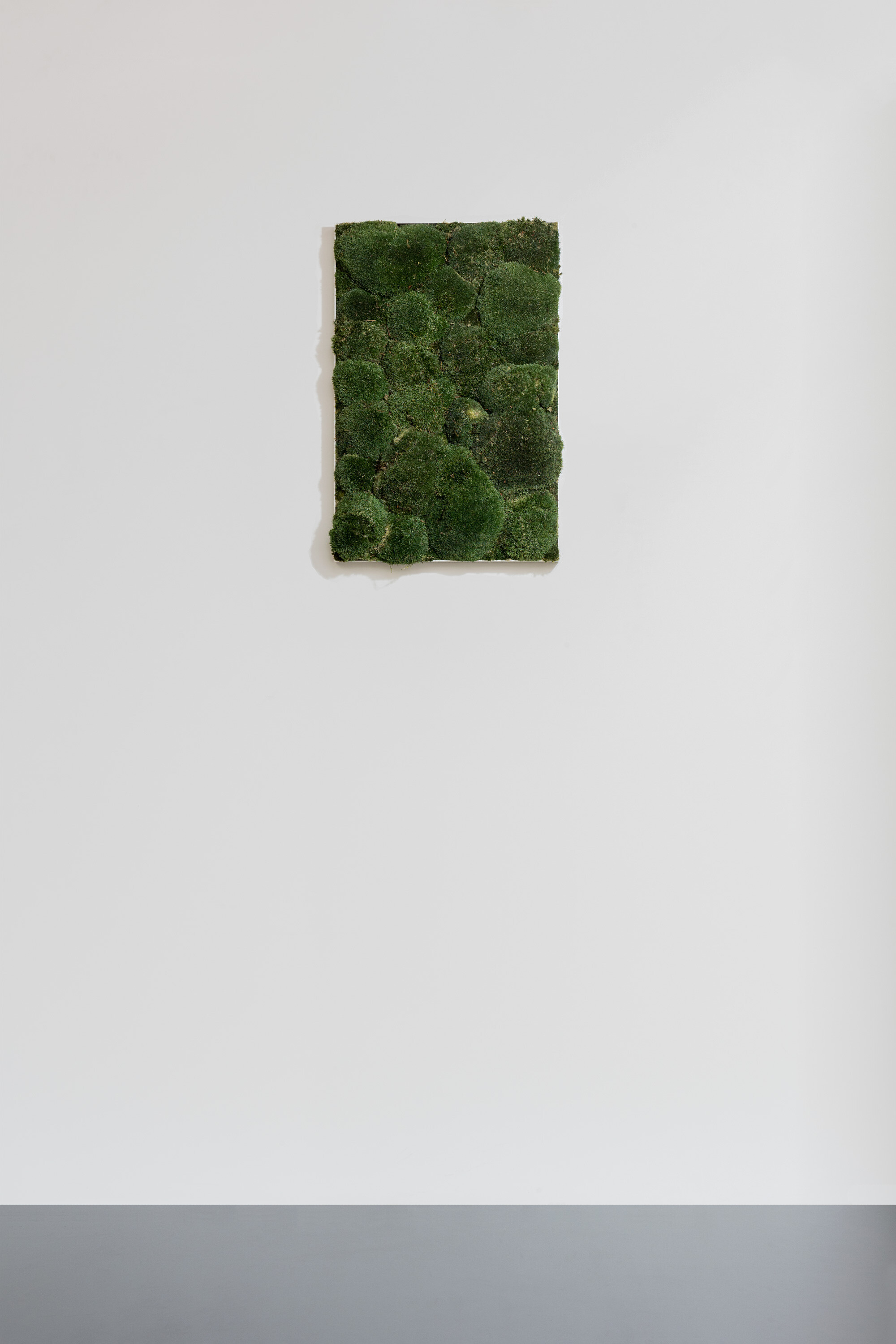 Moosbild aus Kugelmoos, Dunkelgrün 01