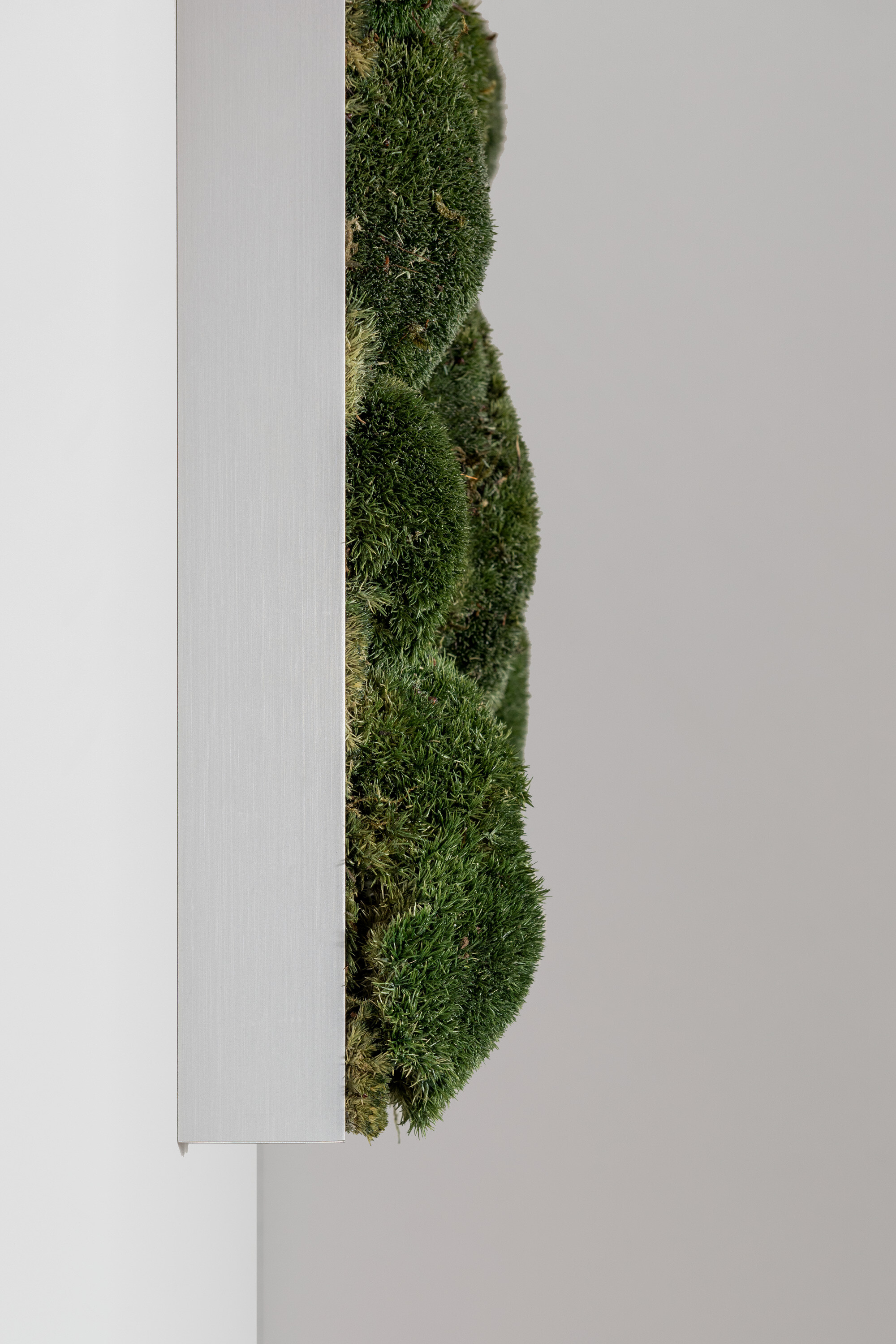 Moosbild aus Kugelmoos, Dunkelgrün 03