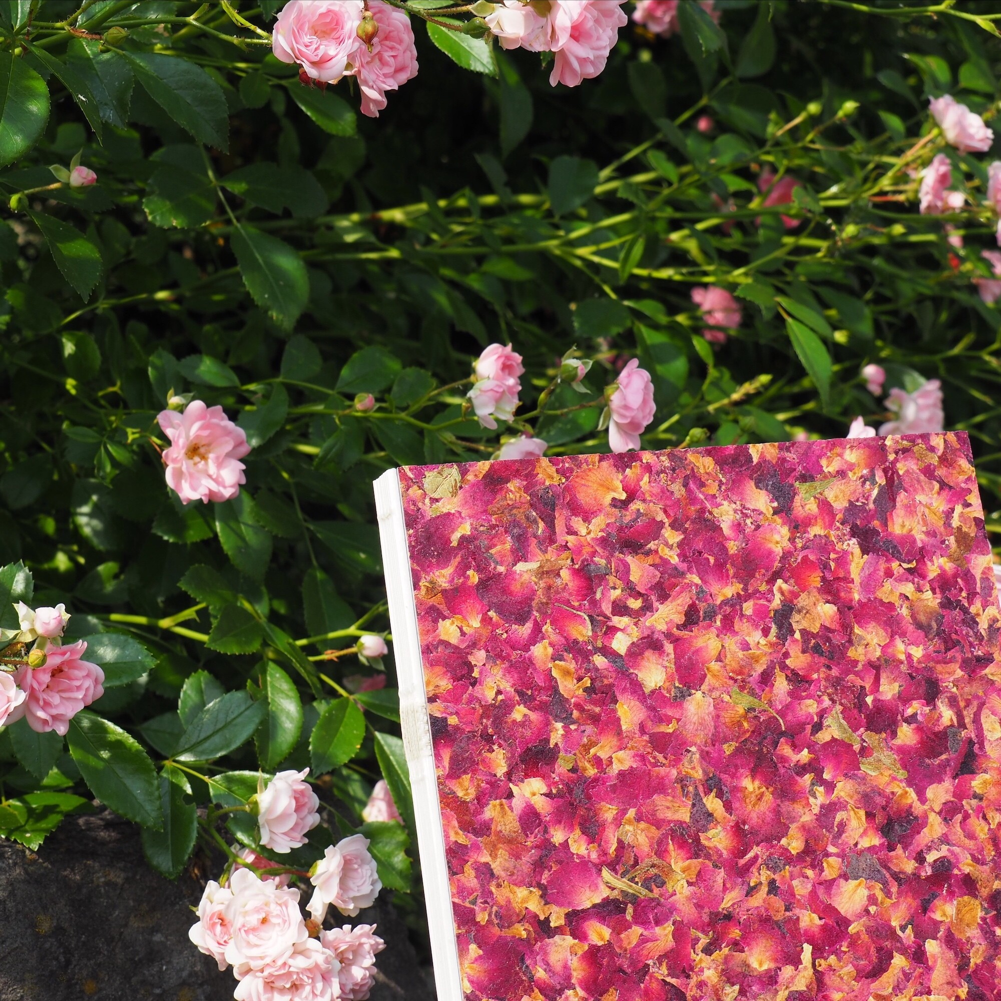 Notizbuch A5 / Rosenbluete 04