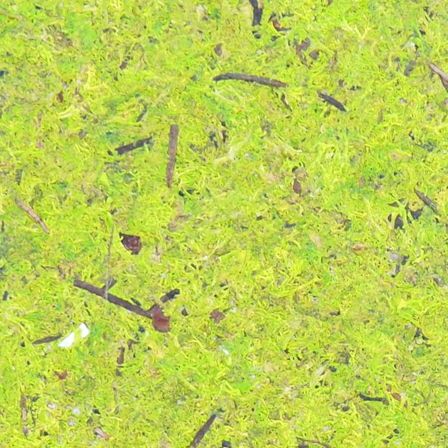 Notizbuch A5 / Waldmoos 05