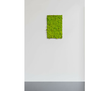 Moosbild aus Islandmoos, Frühlingsgrün 01