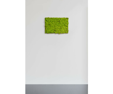 Moosbild aus Islandmoos, Frühlingsgrün 02