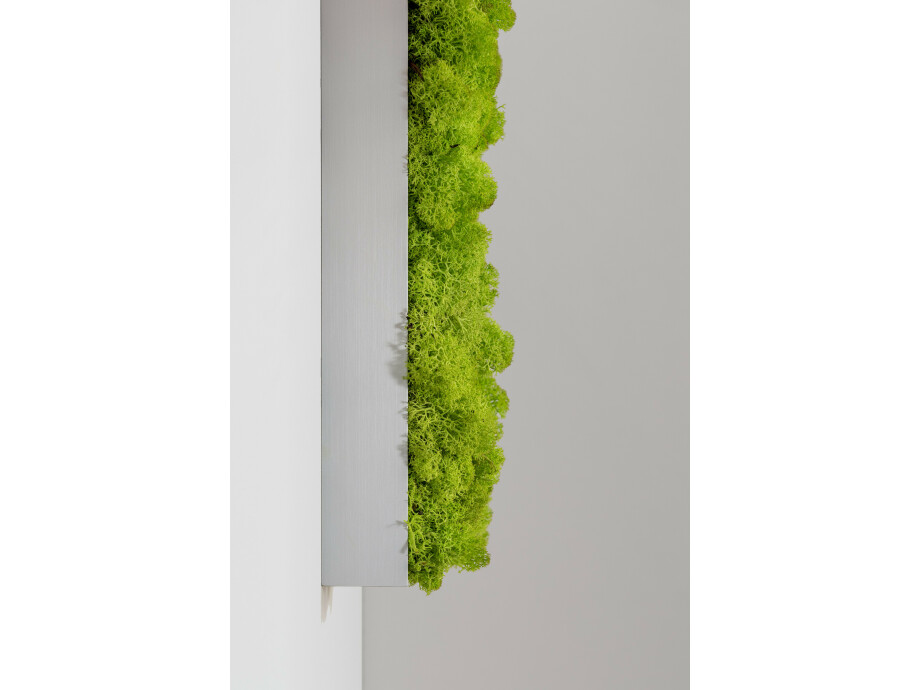 Moosbild aus Islandmoos, Frühlingsgrün 03