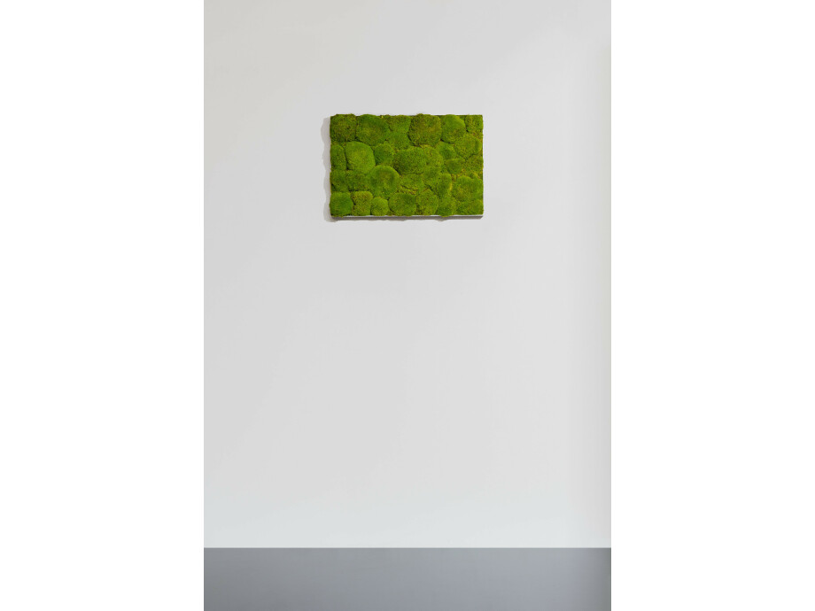 Moosbild aus Kugelmoos, Frühlingsgrün 02