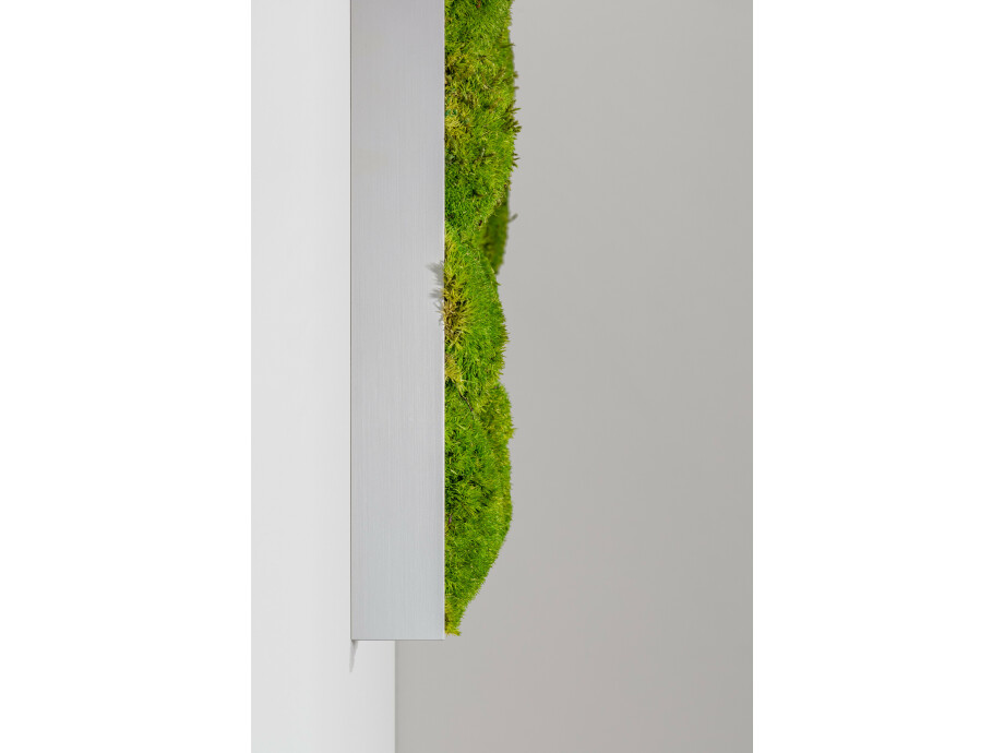 Moosbild aus Kugelmoos, Frühlingsgrün 03