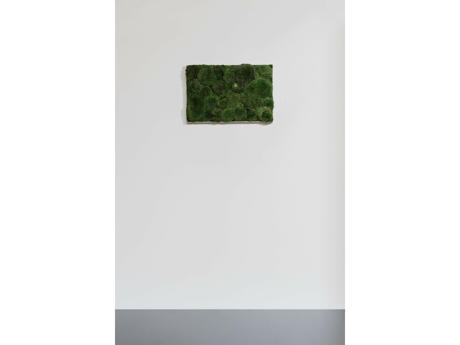 Moosbild aus Kugelmoos, Dunkelgrün 02